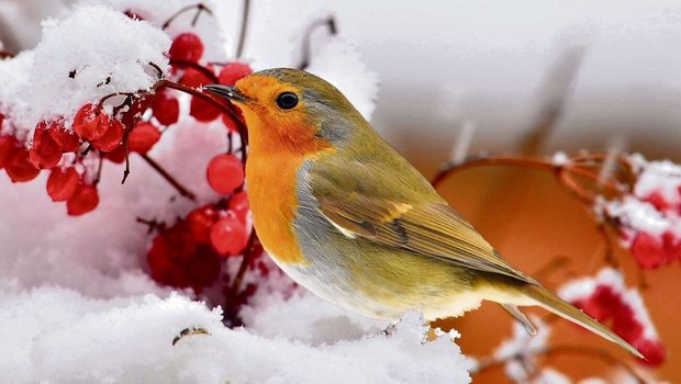 Die Beeren des Schneeballs sind eine willkommene Nahrungsquelle, etwa für Rotkehlchen.