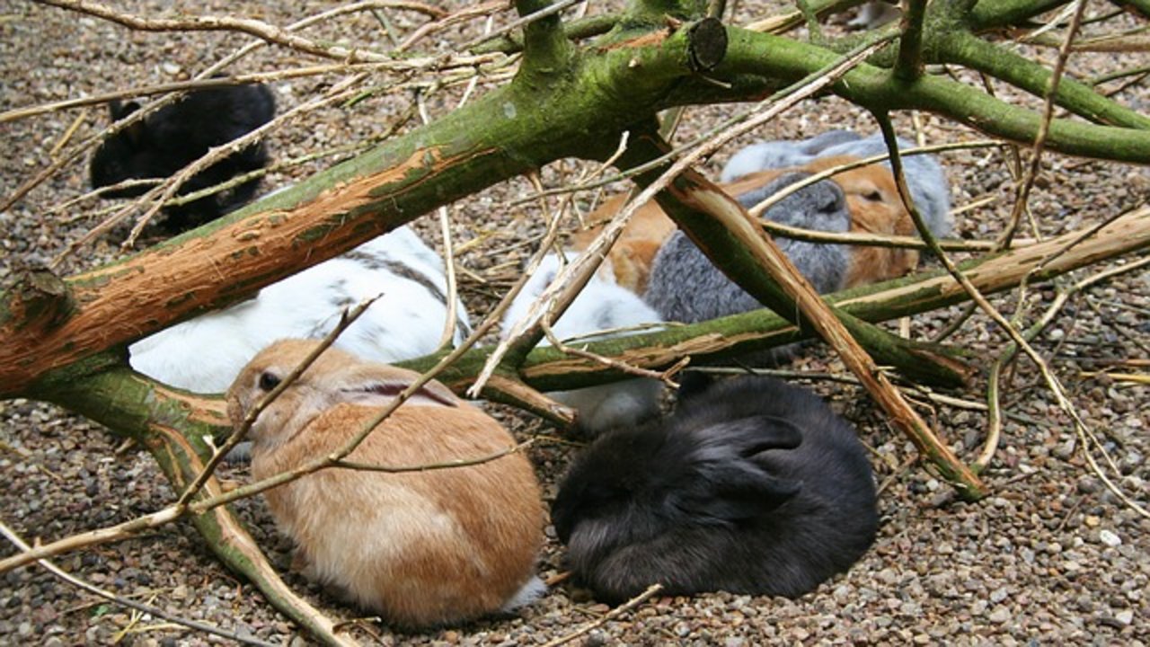 Kaninchen sind nicht gerne alleine. (Bild Pixabay)