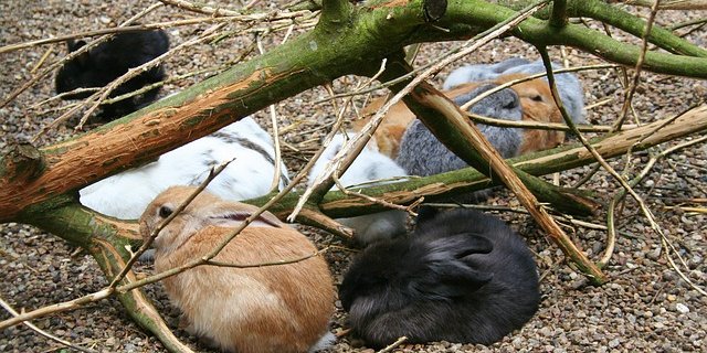 Kaninchen sind nicht gerne alleine. (Bild Pixabay)