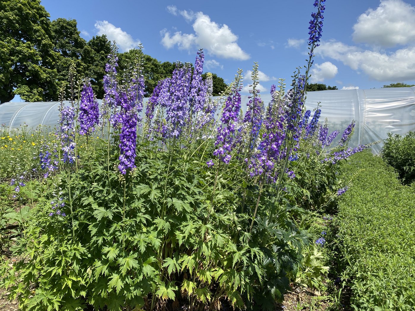 Eine Augenweide und wertvoll für allerlei Nützlinge. 