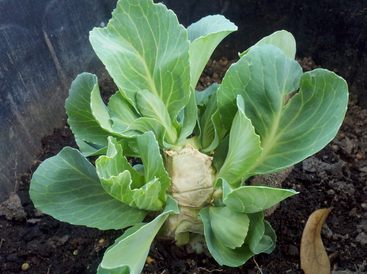 Damit Kabis wieder austreibt, muss man einen hohen Storzen stehen lassen. 