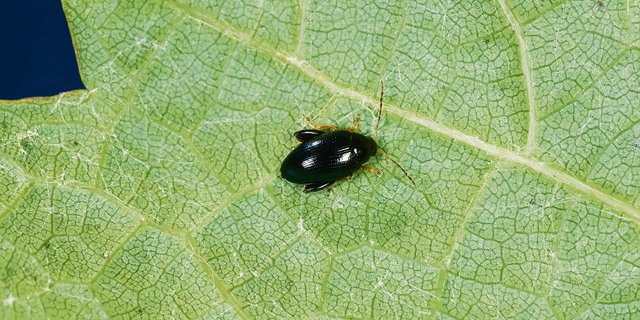 Die adulten Käfer des Erdflohs sind eher unproblematisch, da sie nur an den Blättern der Rapspflanze fressen. Die Larven machen den Hauptschaden, indem sie sich durch die Blattstiele bohren. (Bild Giorgio Skory, Agroscope)