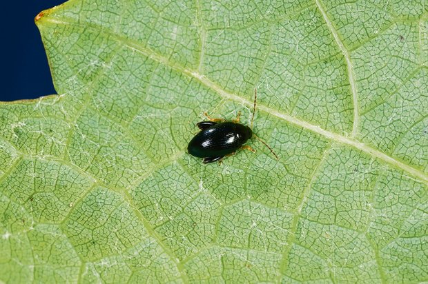 Die adulten Käfer des Erdflohs sind eher unproblematisch, da sie nur an den Blättern der Rapspflanze fressen. Die Larven machen den Hauptschaden, indem sie sich durch die Blattstiele bohren. (Bild Giorgio Skory, Agroscope)