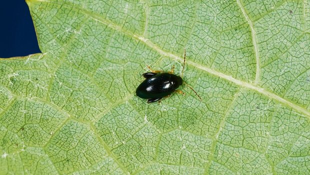 Die adulten Käfer des Erdflohs sind eher unproblematisch, da sie nur an den Blättern der Rapspflanze fressen. Die Larven machen den Hauptschaden, indem sie sich durch die Blattstiele bohren. (Bild Giorgio Skory, Agroscope)