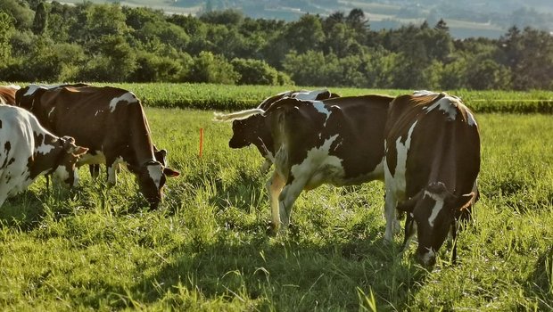Die Zahl der weiblichen Red-Holstein-Tiere nimmt weiter ab. Gegenüber dem Vorjahr noch einmal um 5155 Stück. 