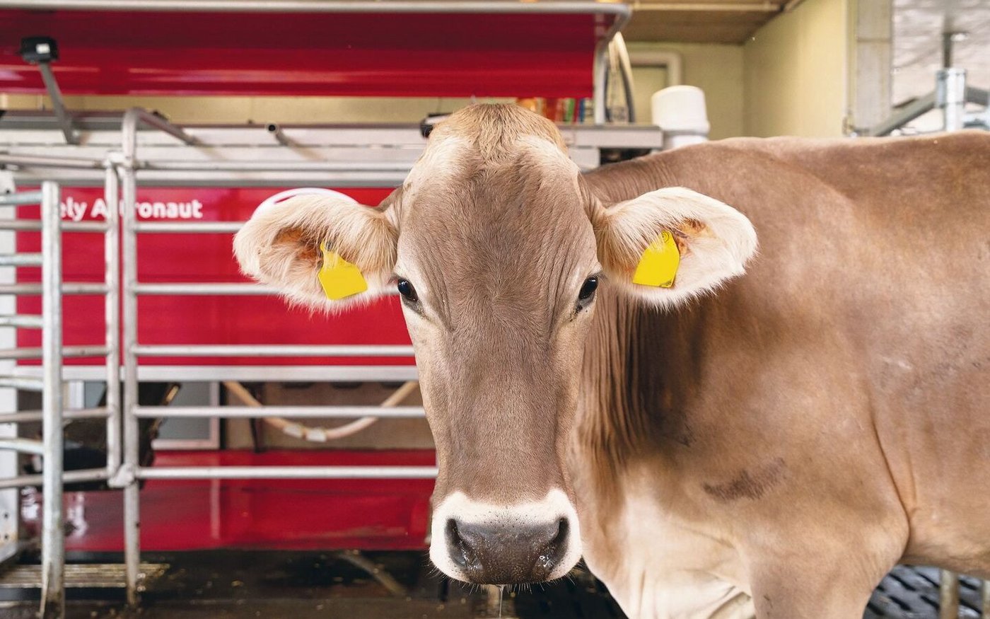 Damit das automatisierte Melken mit dem Roboter funktioniert, müssen die Weideflächen nicht zwingend arrondiert um den Betrieb liegen.