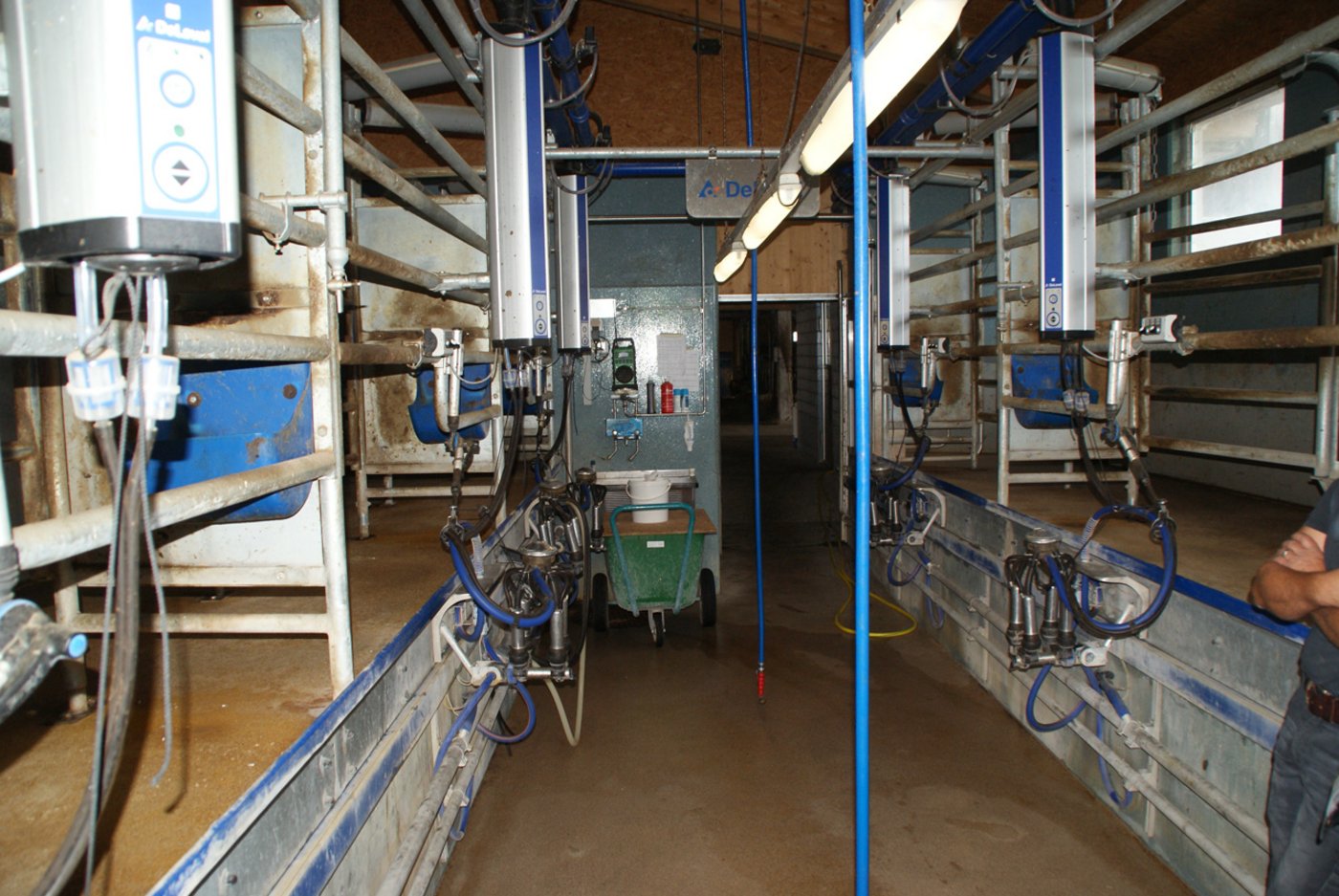 Roman Speck melkt Kühe und Büffel im 2 x 3 Tandem-Melkstand. (Bild Michael Götz) 