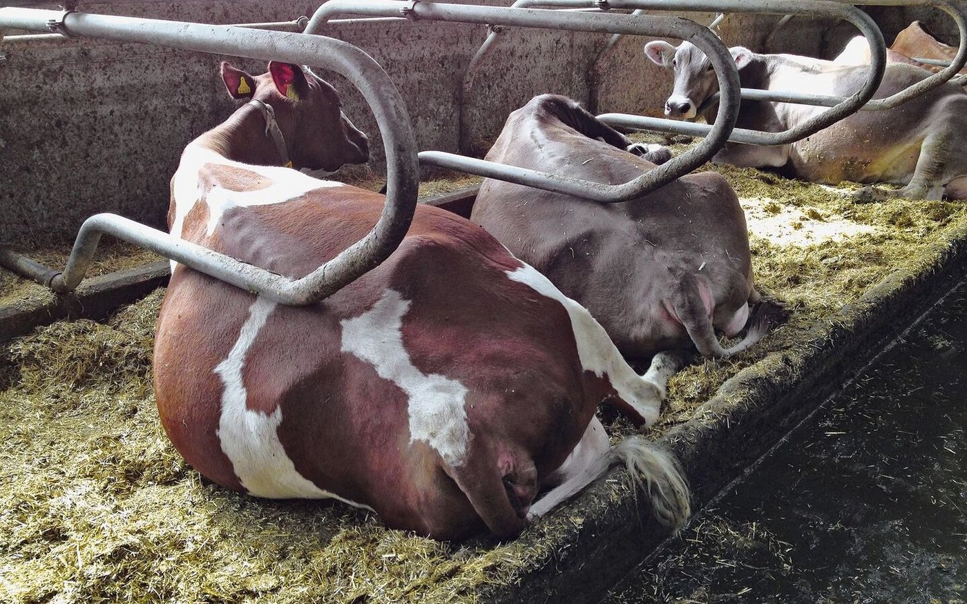 Polierte Rohre und «Dinosaurierbuckel» entlang der Wirbelsäule weisen auf Mängel hin.