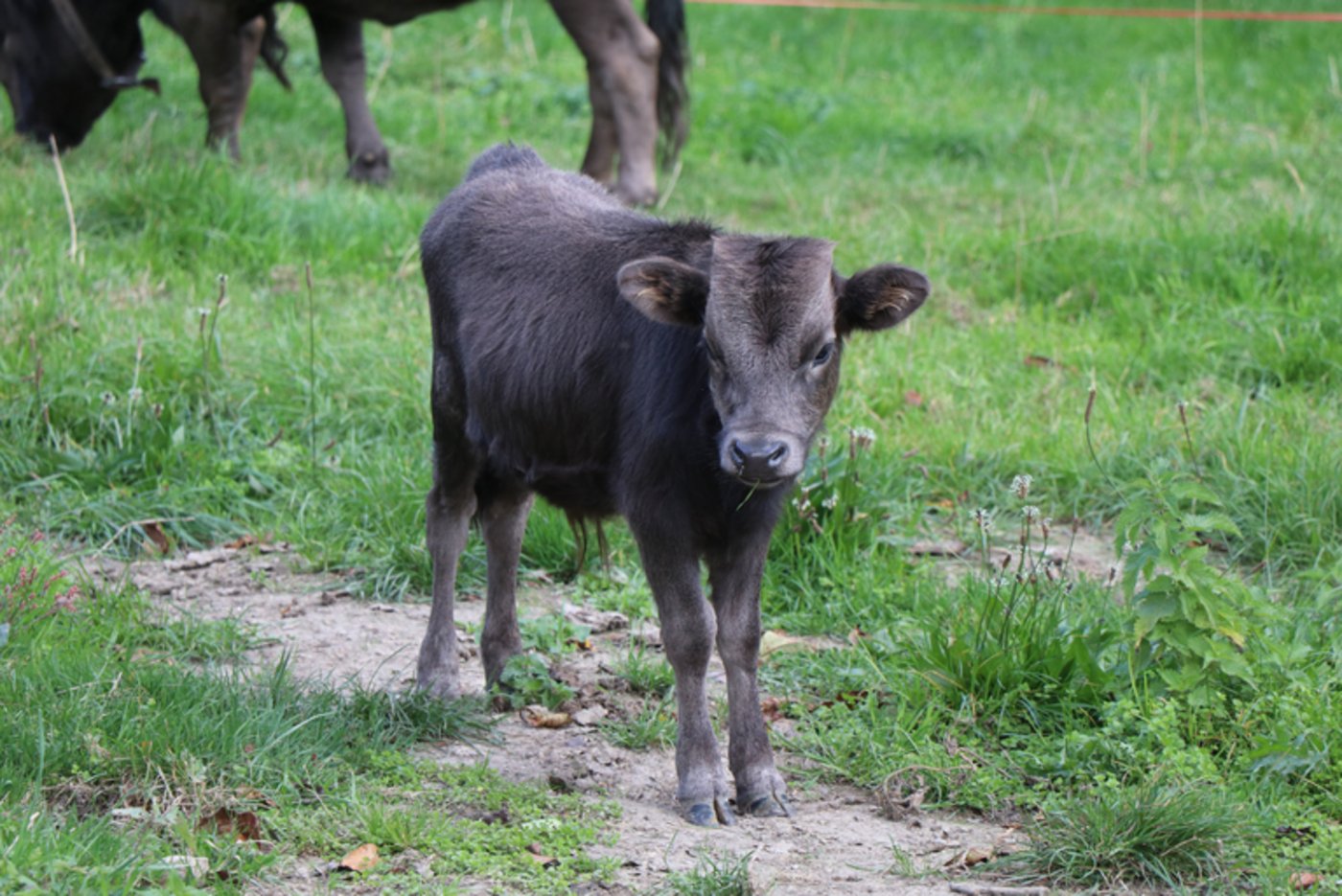 Stierkälbchen Merlin soll später einmal ein Zuchtstier werden.