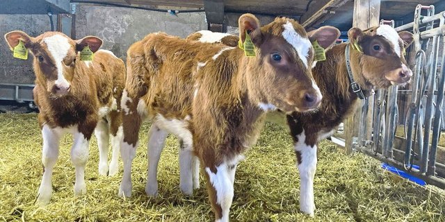 Im Winter kommen besonders viele Risikofaktoren für Kälber zusammen, die sich direkt auf Tiergesundheit und Erfolg der Aufzucht auswirken können.