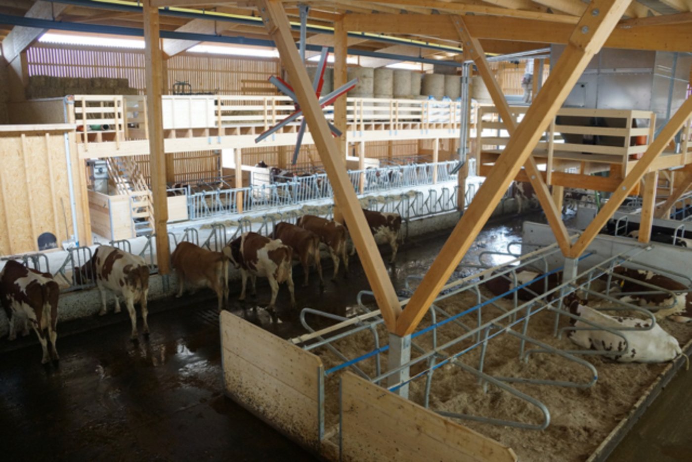 Ende September sind die Milchkühe hier eingezogen. 