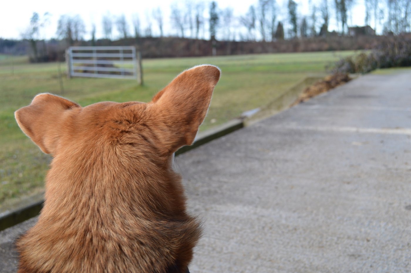 Der Hund Yumi von Ailine Thiemann scheint sich auf dem Hof auch wohl zu fühlen.