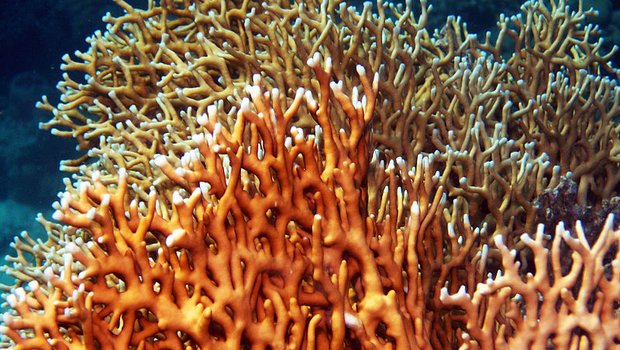 Sogar Korallen wandern dem Klimawandel hinterher - sie machen das über Generationen per Fortpflanzung. (Bild: Rob)