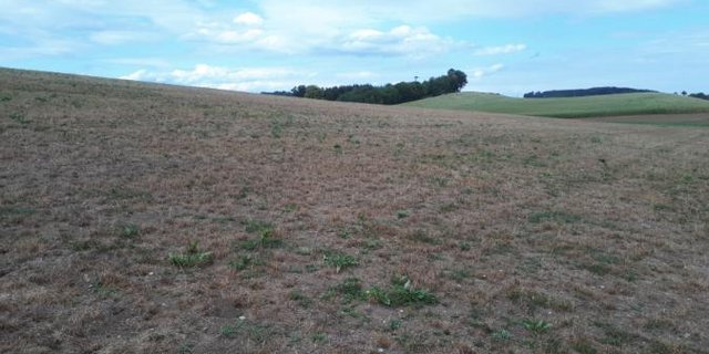 Auf dieser Fläche ist den vergangenen Wochen kein verwertbares Futter nachgewachsen. (Bild Kompetenznetzwerk Ernährungswirtschaft). 