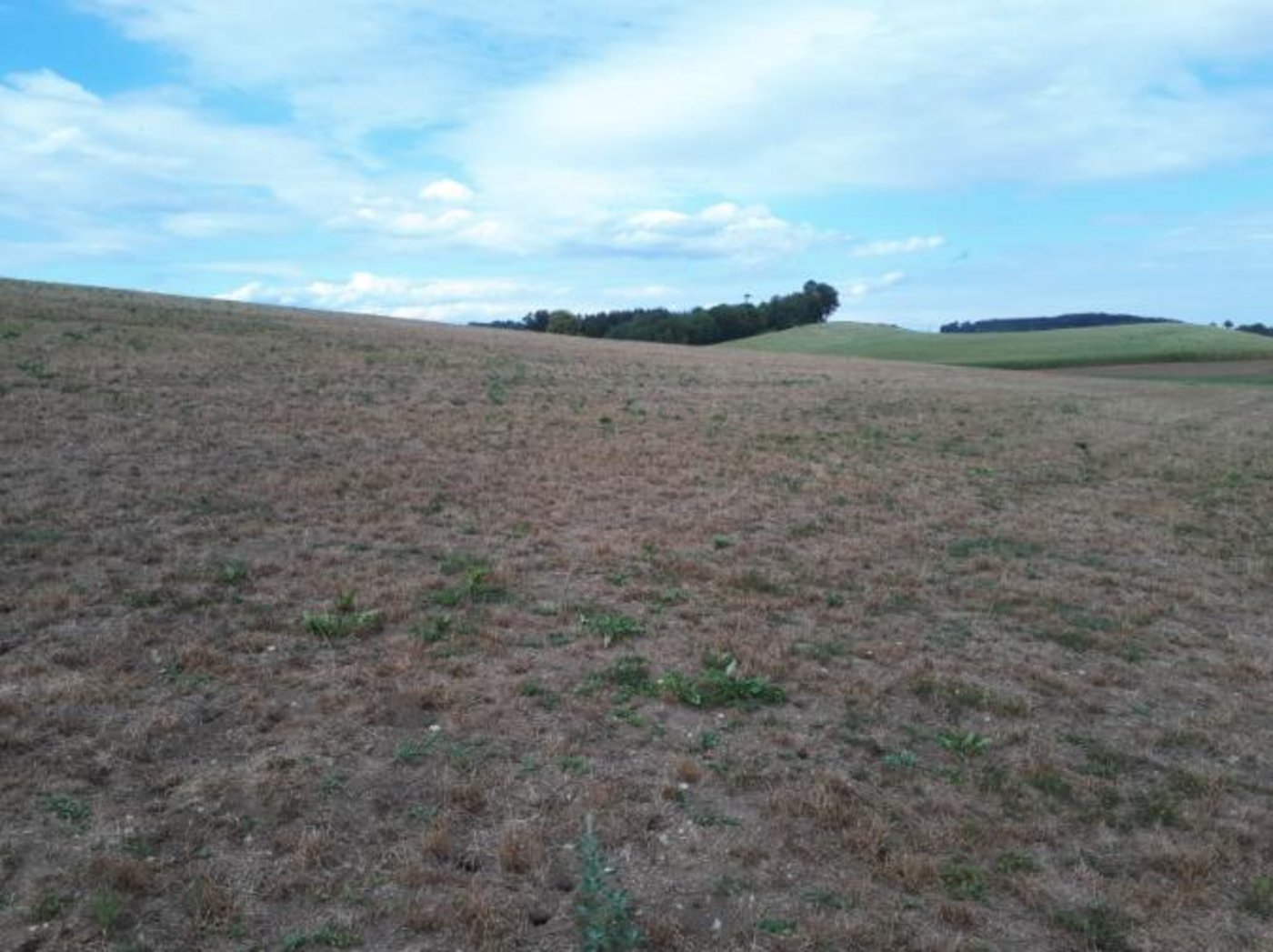 Auf dieser Fläche ist den vergangenen Wochen kein verwertbares Futter nachgewachsen. (Bild Kompetenznetzwerk Ernährungswirtschaft). 