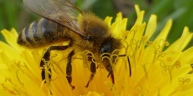 Bei Löwenzahn-Feldern sollte erst nach dem Verblühen gemäht werden, um die Bienen zu schützen. (Bild pd)