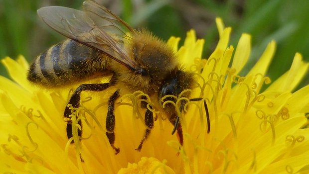 Bei Löwenzahn-Feldern sollte erst nach dem Verblühen gemäht werden, um die Bienen zu schützen. (Bild pd)