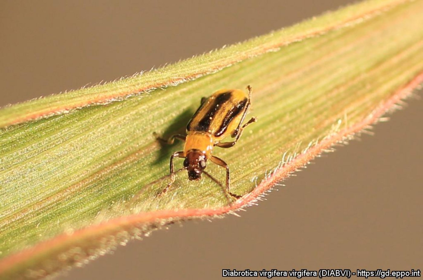 Die Weibchen legen im Spätsommer bis zu 440 Eier in den Boden.