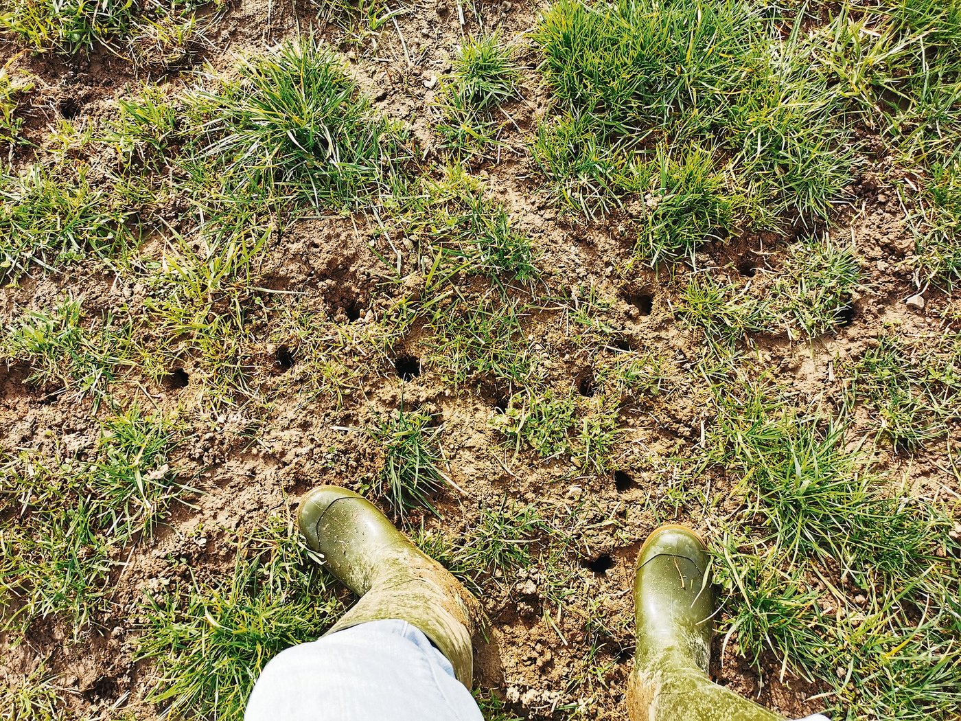 Und jetzt? Es wird empfohlen, bei der Bekämpfung von Mäusen auf den Rodenator zu verzichten. Die Rechtslage ist unklar.(Bild Dominik Amrein, BBZN Hohenrain)
