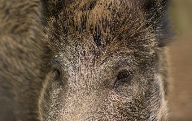 Die Ausbreitung der ASP in Wildschweinbeständen zu stoppen, ist schwieriger als bei Hausschweinen. (Bild Pixabay)