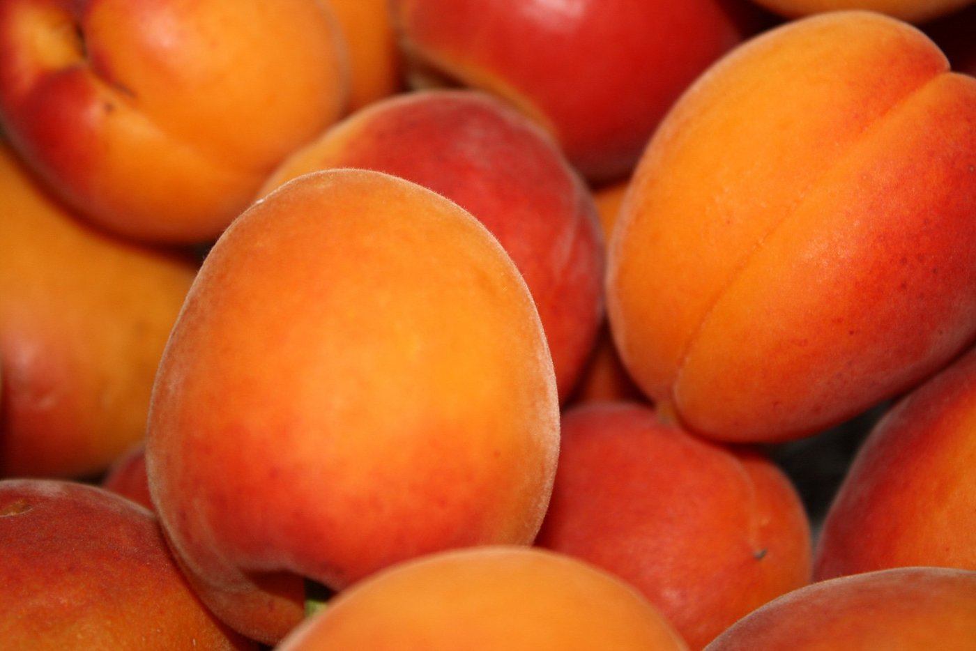 Der Löwenanteil der Schweizer Aprikosen gedeiht heute im Wallis. (Bild: Nicolas Christe/www.landwirtschaft.ch)