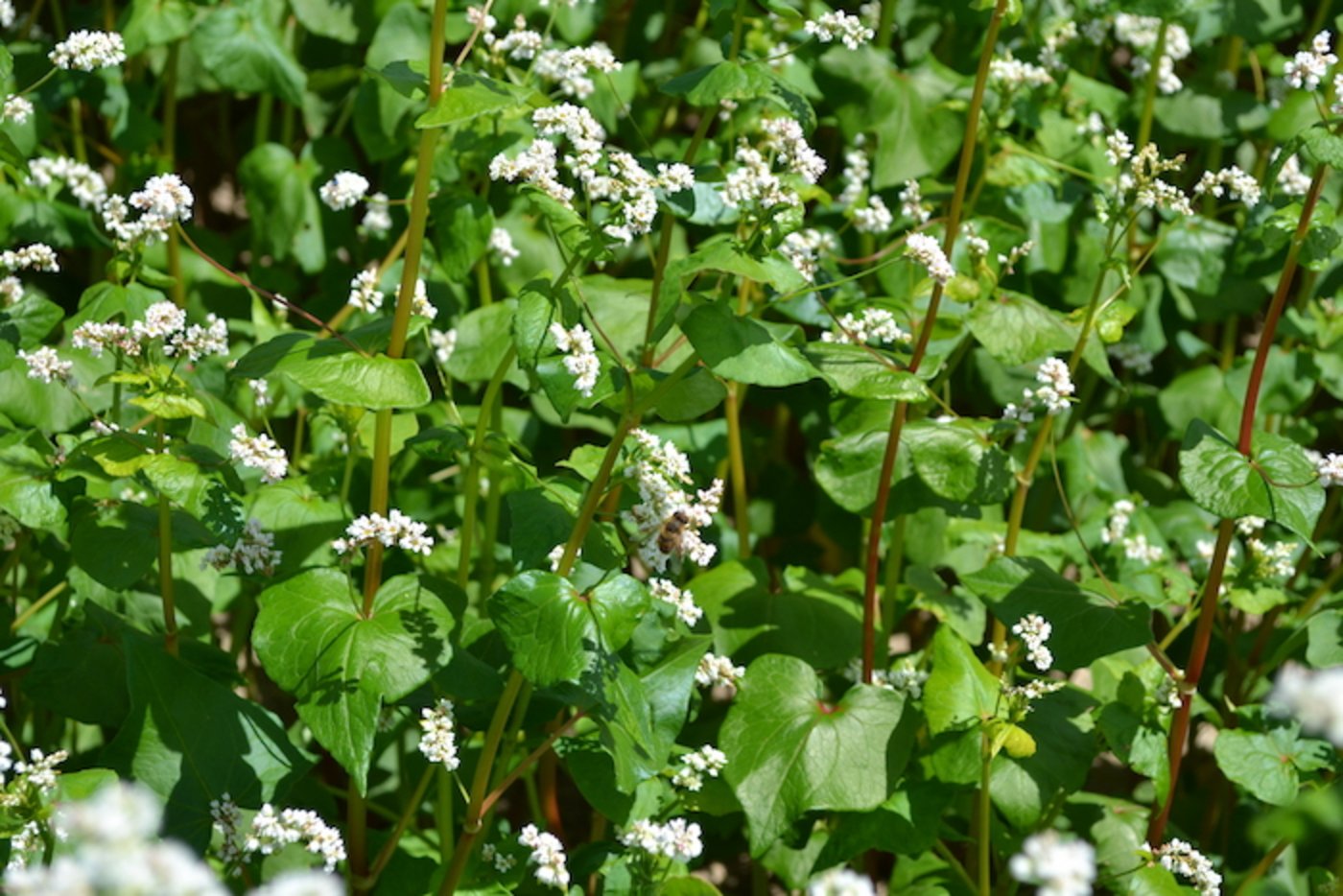 Buchweizen stellt keine hohen Ansprüchen an den Anbau. Dank kurzer Vegetationsperiode ist er auch in höheren Lagen anzutreffen. Lediglich den Frost verträgt er gar nicht. (Bild Jasmine Baumann)