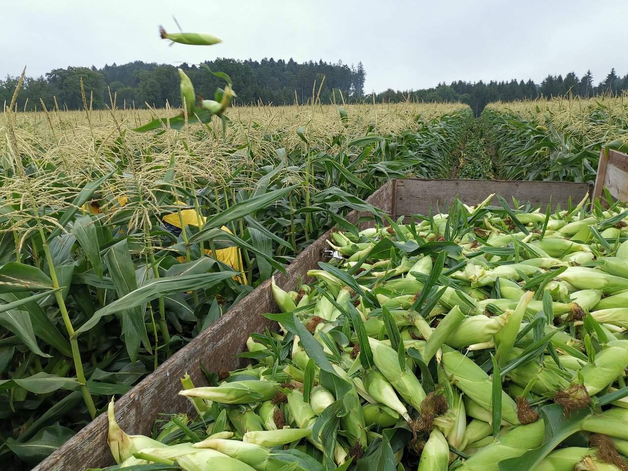 Die Ernte von Bio-Zuckermais ist kein Zuckerschleck: jeder einzelne Kolben muss von der nassen Pflanze abgetrennt werden.