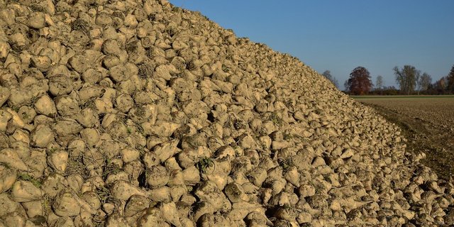 Die aus dem Notfallfonds finanzierte Prämie soll dafür sorgen, dass auch in Zukunft viele Zuckerrübenhaufen im Kanton Freiburg bereitliegen. (Bild ulleo/Pixabay)