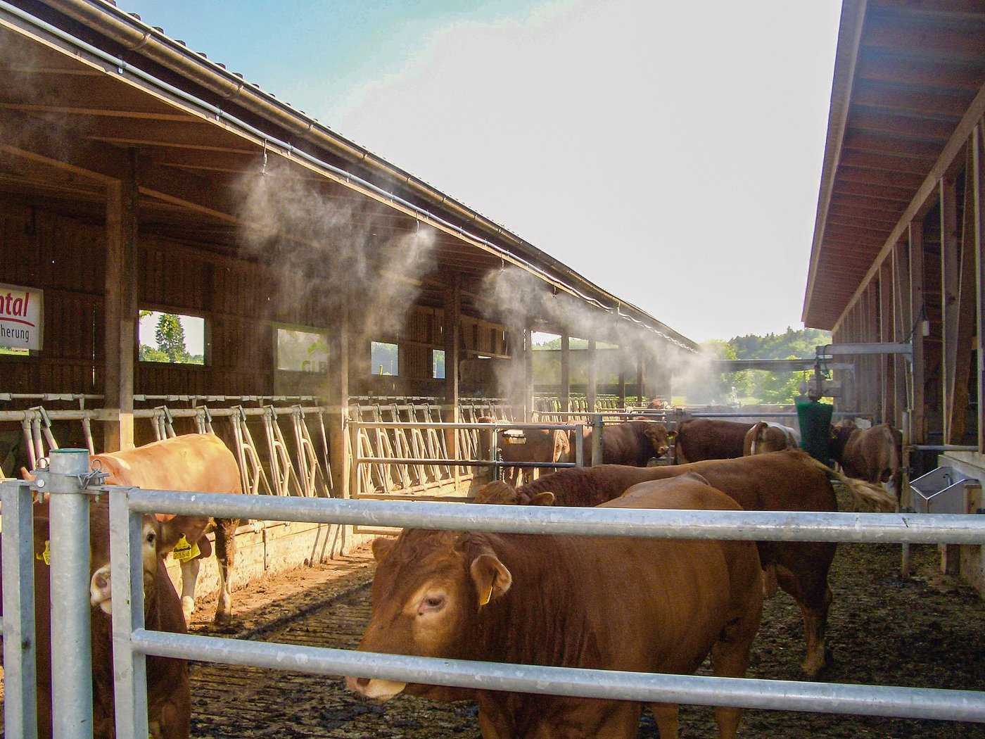 Vernebelungsanlagen sorgen beim Tier für eine rasche Abkühlung. Damit die Luftfeuchtigkeit in der Luft nicht zunimmt und zum Problem wird, muss die Anlage die Abgabe von Wasser regulieren können.  (Bild Buri AG)