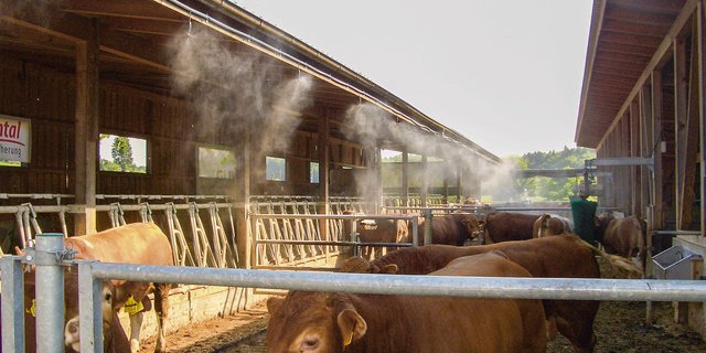 Vernebelungsanlagen sorgen beim Tier für eine rasche Abkühlung. Damit die Luftfeuchtigkeit in der Luft nicht zunimmt und zum Problem wird, muss die Anlage die Abgabe von Wasser regulieren können.  (Bild Buri AG)
