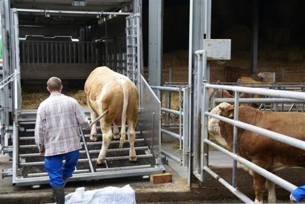 Mit der Übernahme will IP-Suisse den Handel mit Schweizer Vieh stärken. (Bild Michael Wahl, lid)