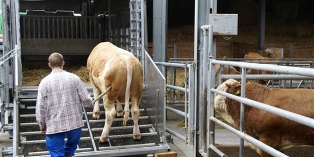 Mit der Übernahme will IP-Suisse den Handel mit Schweizer Vieh stärken. (Bild Michael Wahl, lid)