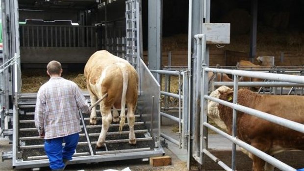 Mit der Übernahme will IP-Suisse den Handel mit Schweizer Vieh stärken. (Bild Michael Wahl, lid)