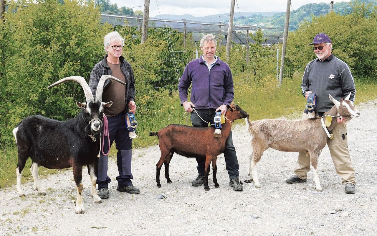 Die Siegertiere: Mister Aargau Andrin von Peter Leutwiler, Miss Schöneuter Dahlia von Josef Küng und Miss Aargau Anna von Heiri Zimmermann (v. l.).