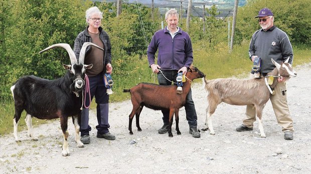 Die Siegertiere: Mis Die Siegertiere: Mister Aargau Andrin von Peter Leutwiler, Miss Schöneuter Dahlia von Josef Küng und Miss Aargau Anna von Heiri Zimmermann (v. l.).