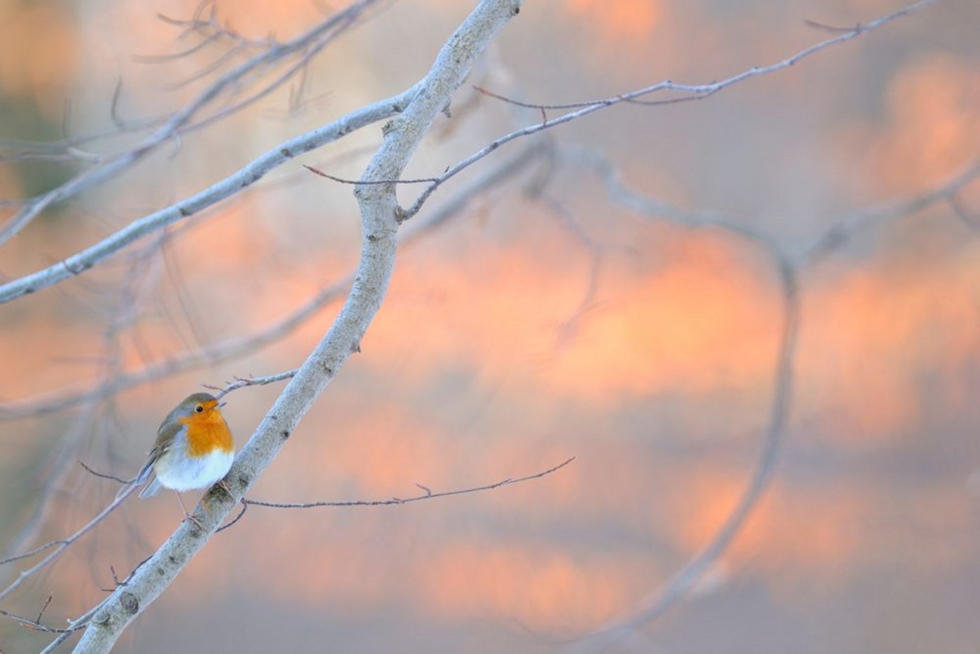 Auf Platz zwei des Fotowettbewerbs schaffte es dieses Rotkehlchen in der winterlichen Abendsonne.  (Foto: © Frédéric Demeuse)