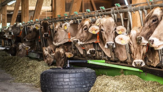 Totalmischrationen kann der smarte Futterschieber am besten zuschieben. Spätestens auf dem Rückweg wird auch das restliche Futter zugeschoben (Bild: Pia Neuenschwander)