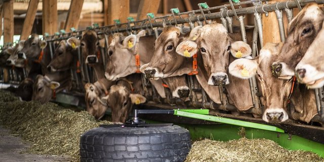 Totalmischrationen kann der smarte Futterschieber am besten zuschieben. Spätestens auf dem Rückweg wird auch das restliche Futter zugeschoben (Bild: Pia Neuenschwander)