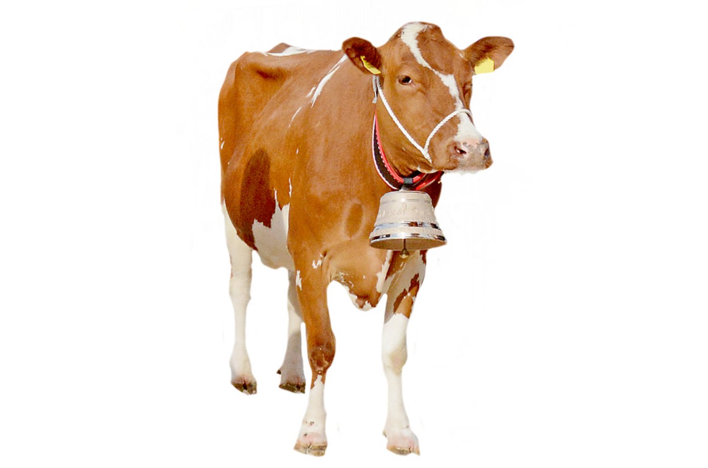 Odyssey-Eugenie von Daniel Jordi, Schwarzenbach, erhielt letztes Jahr am Jubiläum in Huttwil die beliebte Proteinglocke. (Bild sb)