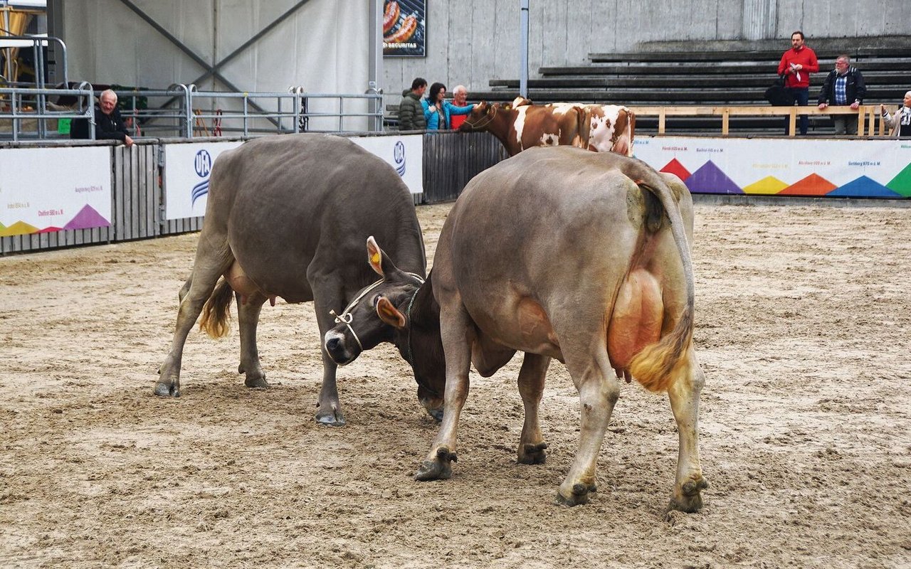 Nach dem Erkunden der Arena beginnen einige der Kühe, miteinander zu kämpfen. So klären die Tiere ihre Rangordnung untereinander.