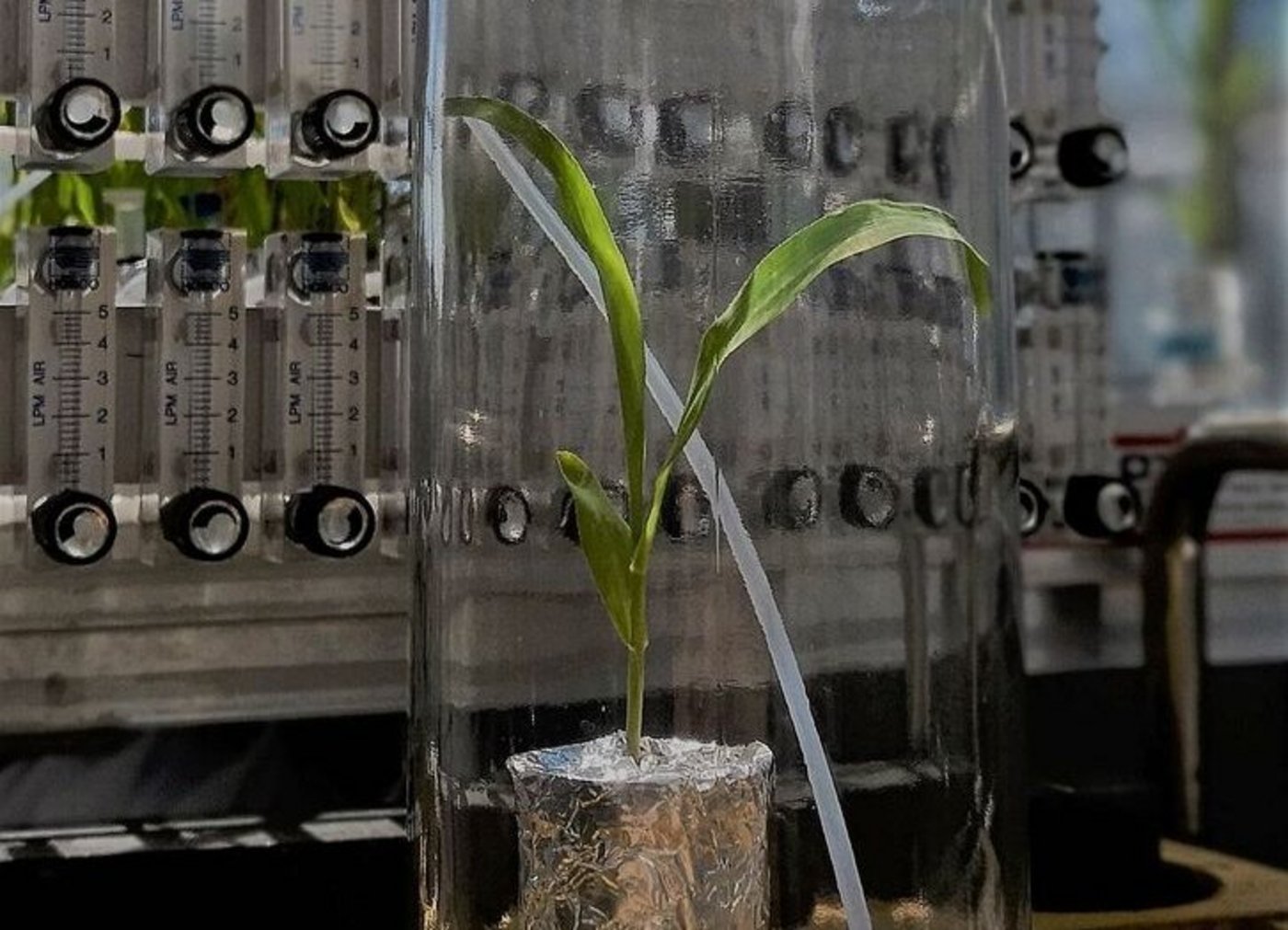 Eine verletzte Pflanze sendet Duftstoffe aus, die im Labor gemessen werden können. Ähnliches passiert auch an den Wurzeln.