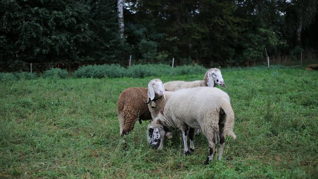 Saaser Mutte Schafe Für Schafe und Ziegen gelten neue Regeln. (Bild lid/ji)