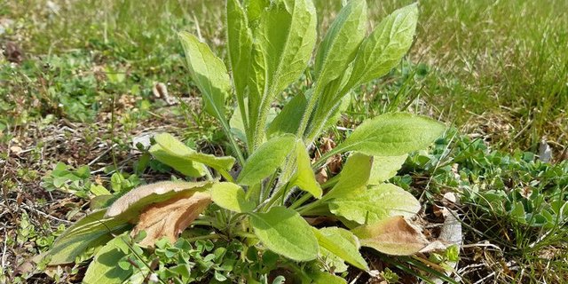 Das Einjährige Berufkraut kann bereits im Frühjahr gut bekämpft werden: Beim frühzeitigen Aushacken fällt wenig Pflanzenmaterial an und vor allem bleibt bis zur Blüte Zeit für allfällige Nachbearbeitungen. (Bild Biodiversia)