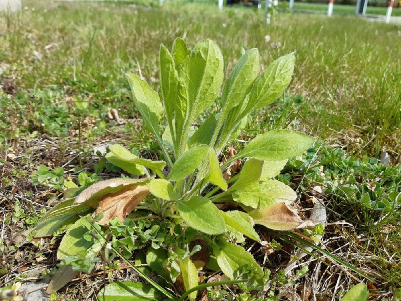 Das Einjährige Berufkraut kann bereits im Frühjahr gut bekämpft werden: Beim frühzeitigen Aushacken fällt wenig Pflanzenmaterial an und vor allem bleibt bis zur Blüte Zeit für allfällige Nachbearbeitungen. (Bild Biodiversia)