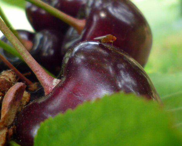 Die Kirschessigfliege ist ein gefürchteter Schädling im Obst- und Weinbau und wurde ursprünglich aus Asien eingeschleppt. (Bild/lid) 