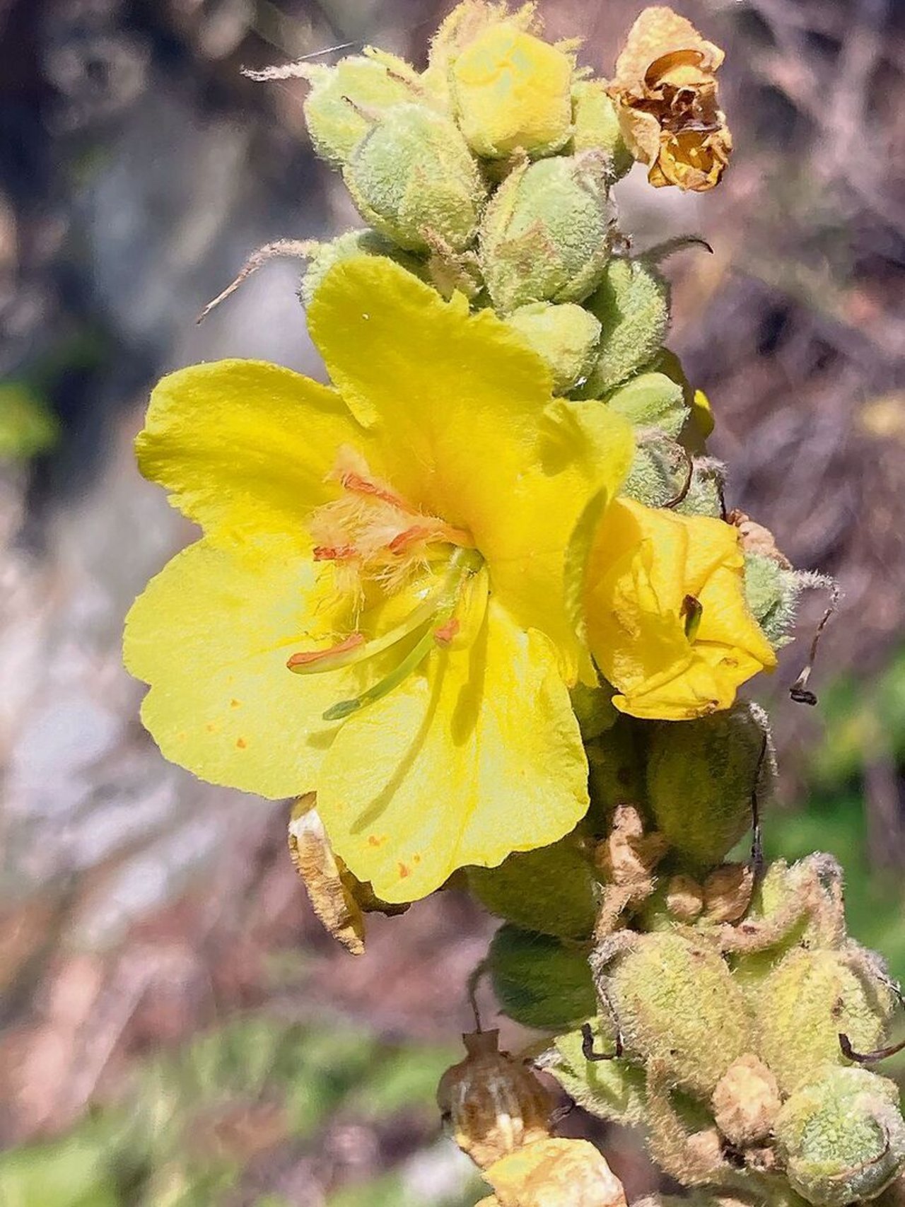 Es muss die originale Königskerze mit dem wollig behaarten Stängel und den leuchtend gelben Blüten sein.