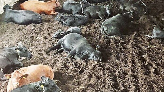 Auf der offenen Lieg Auf der offenen Liegefläche begrenzen keine Trennbügel den Raum, was das Verletzungsrisiko senkt. Die Tiere suchen sich selbst ihren Platz und es gebe keine Rangeleien darum.
