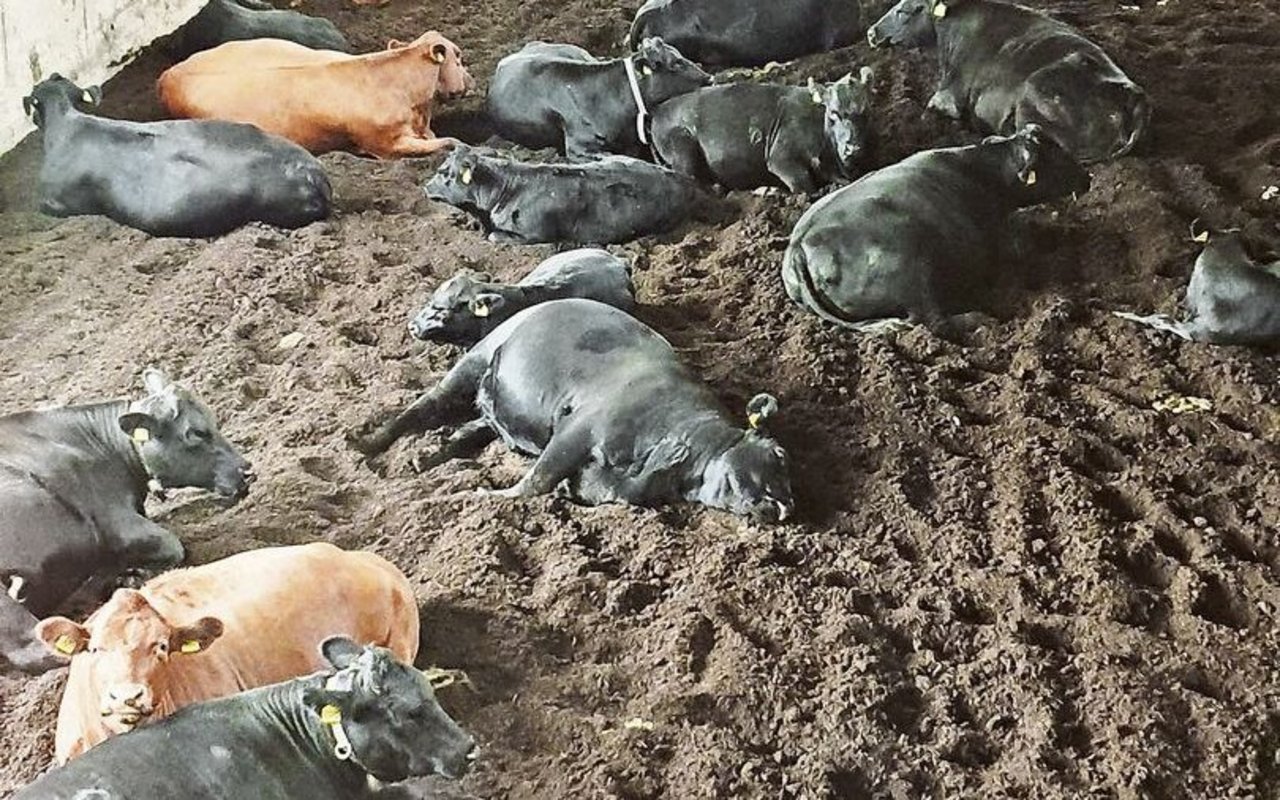 Auf der offenen Liegefläche begrenzen keine Trennbügel den Raum, was das Verletzungsrisiko senkt. Die Tiere suchen sich selbst ihren Platz und es gebe keine Rangeleien darum.