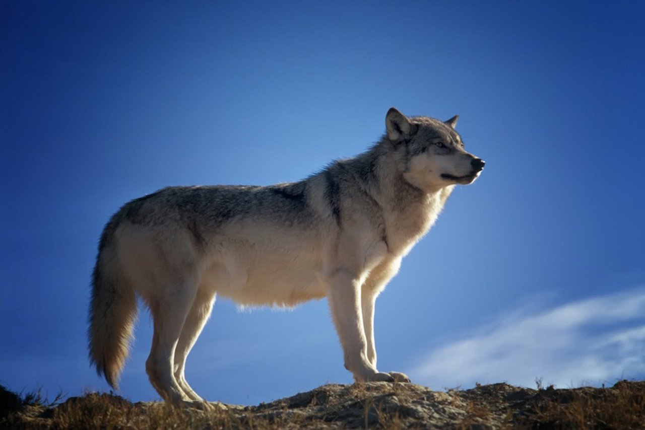 Einer im August veröffentlichten Erhebung zufolge gibt es in Europa derzeit rund 17'000 freilebende Wölfe. (Bild Pixabay)
