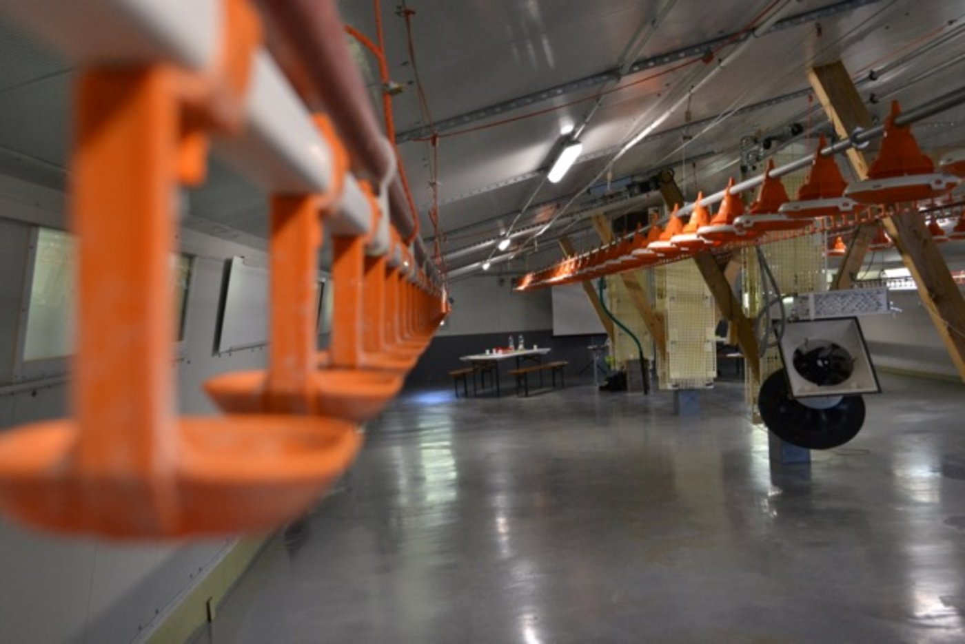 Nach dem Umbau wirkt die Poulethalle von innen zwar etwas kälter, dafür aber auch heller. Die Oberflächen bestehen grösstenteils aus Hygienischem Kunststoff und sind so einfacher zu reinigen. (Bild jba) 